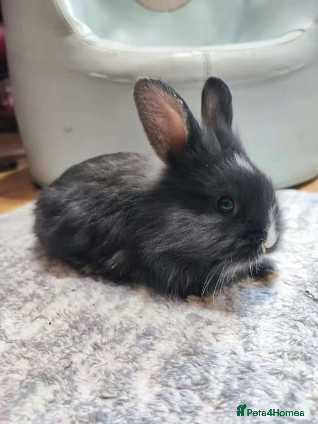 Mixed Breed rabbits for sale: A cute little rabbit - Advert 1