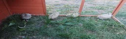 Quail poultry for sale: Group of 5 Jumbo Quail in lay  - Advert 1
