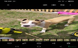 Mixed Breed dogs for sale: American bulldog x American staff - Image 3