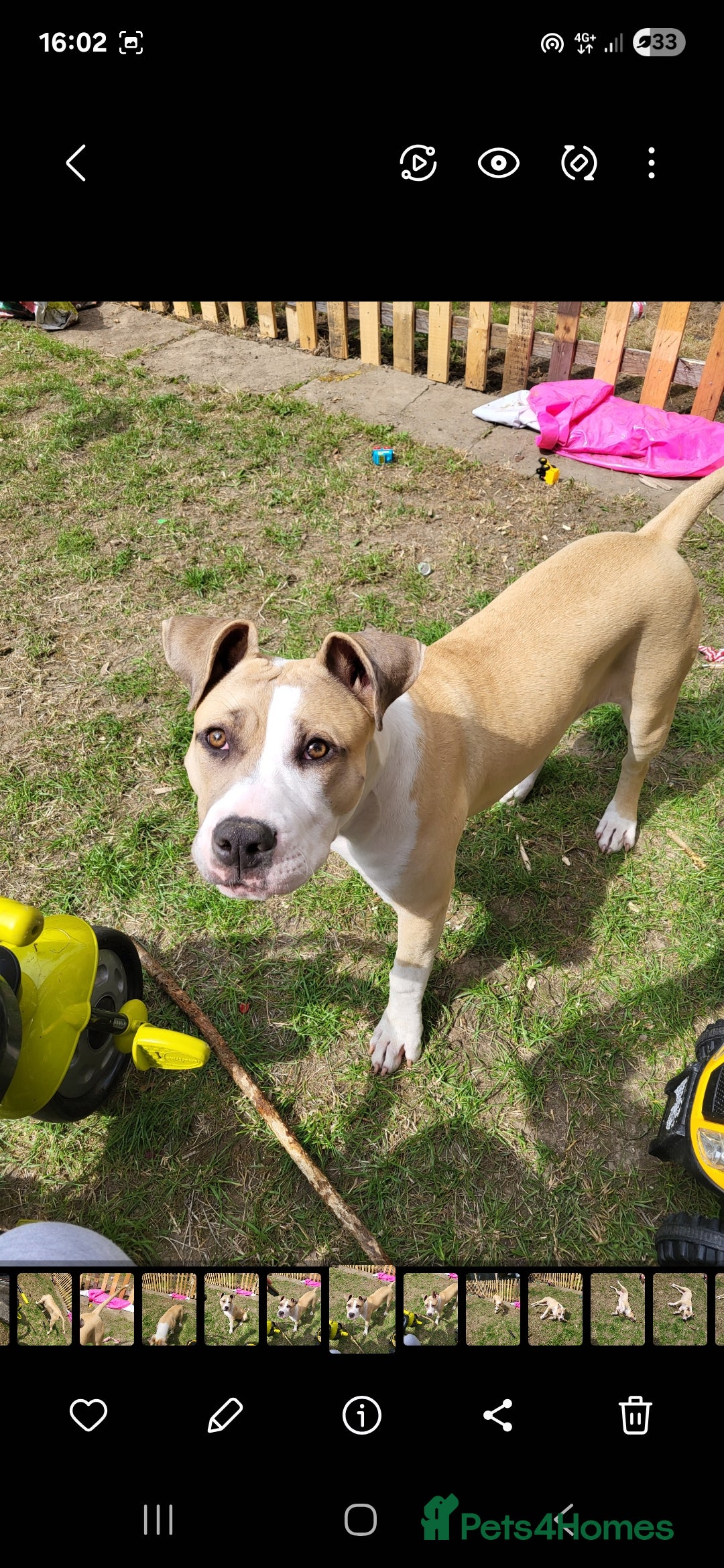 Mixed Breed dogs for sale: American bulldog x American staff - Image 3