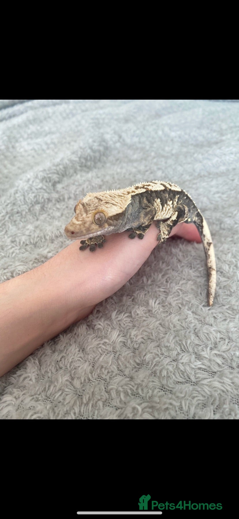 Gecko reptiles Crested gecko and bioactive enclosure - Advert 2
