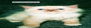 Ragdoll 4