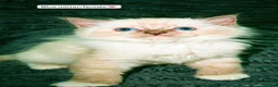 Ragdoll cats for sale: 5 beautiful ragdoll kittens - Advert 9