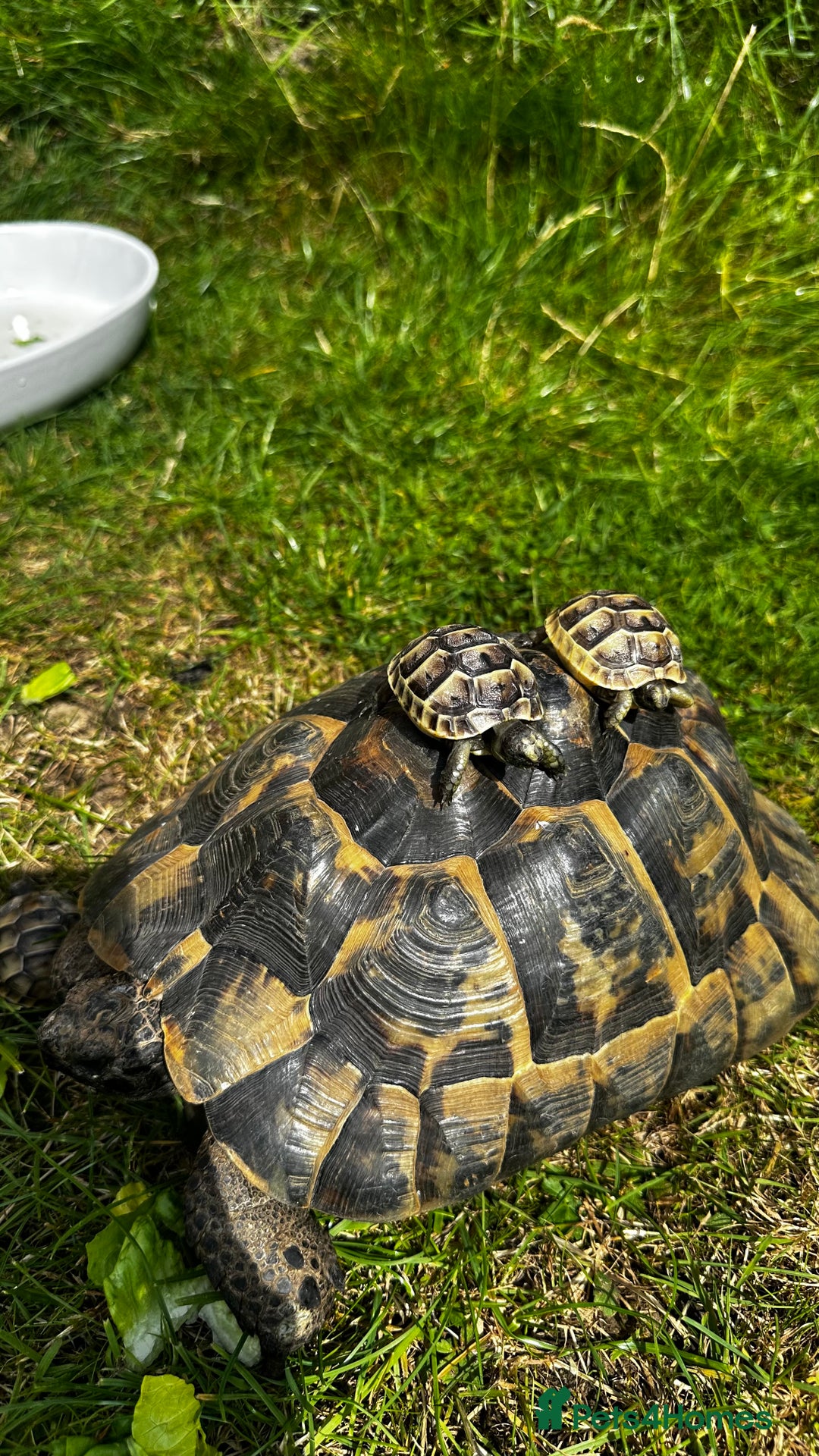 Tortoise reptiles for sale: Birtha is a Spur thigh Fertile female .  - Image 8