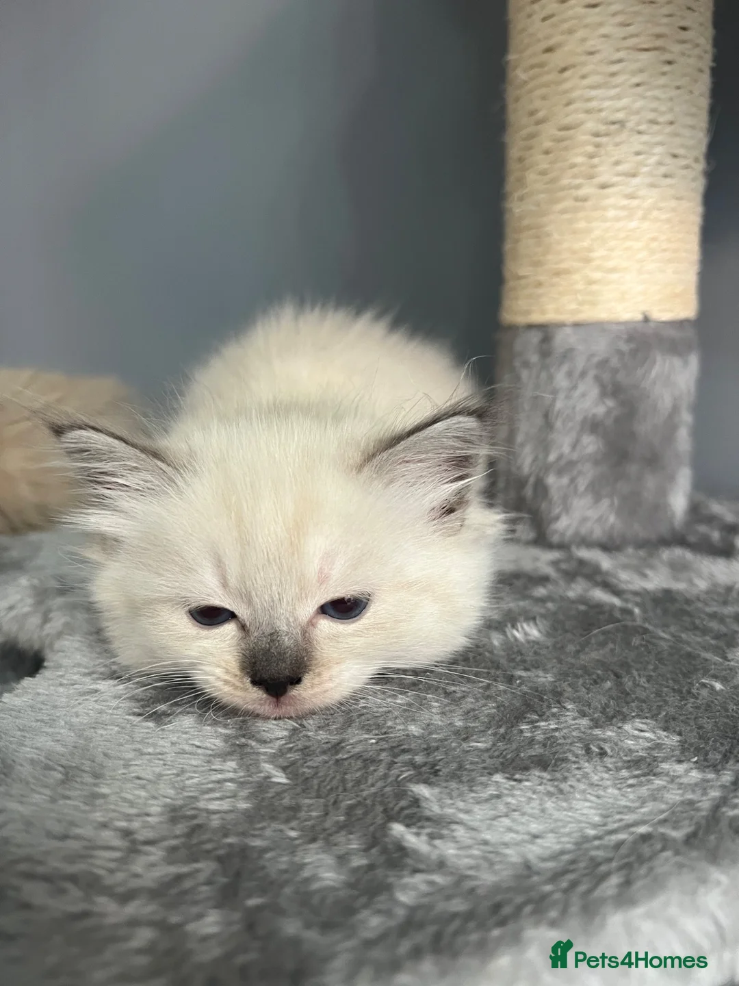 Ragdoll cats for sale: Beautiful Ragdoll Kittens in Milton Keynes - Advert 26
