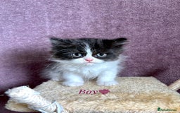 Persian cats for sale: Purebred Persian Kittens Rare White Coat&Blue Eyes - Image 6