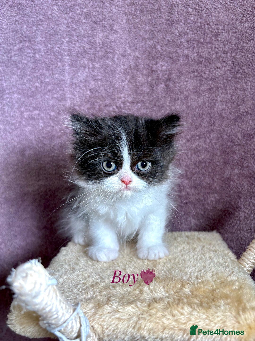 Persian cats for sale: Purebred Persian Kittens Rare White Coat&Blue Eyes - Image 6