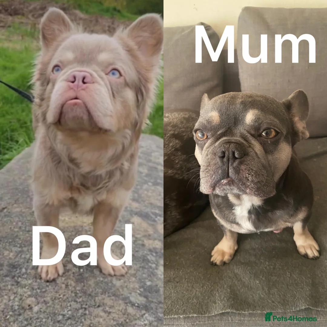 French Bulldog dogs for sale: Girl French bulldog  - Advert 3