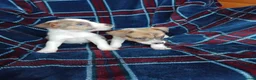 Jack Russell dogs for sale: Jack russell pups for sale - Advert 3