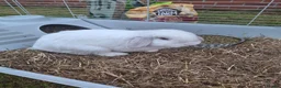 Lionhead rabbits for sale: Rabbit one male and female  in Stoke-on-Trent - Advert 7