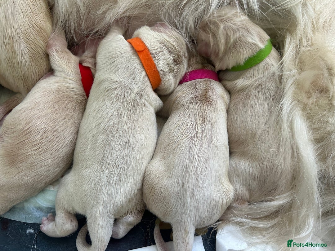 Golden Retriever dogs for sale: Golden retriever puppies  - Image 21
