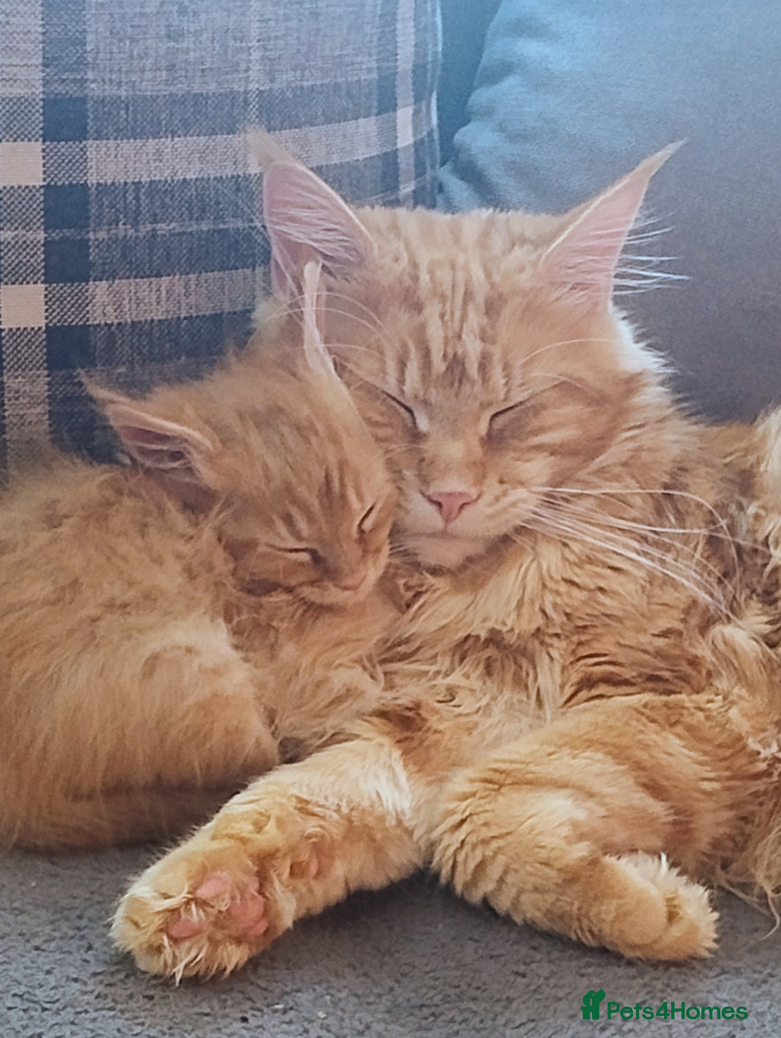 Maine Coon cats 2 LEFT Ginger Girl Ginger Boy Maine Coon Kittens  - Advert 16