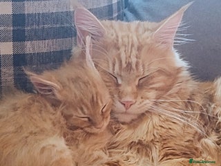 Maine Coon cats 2 LEFT Ginger Girl Ginger Boy Maine Coon Kittens - Advert 16