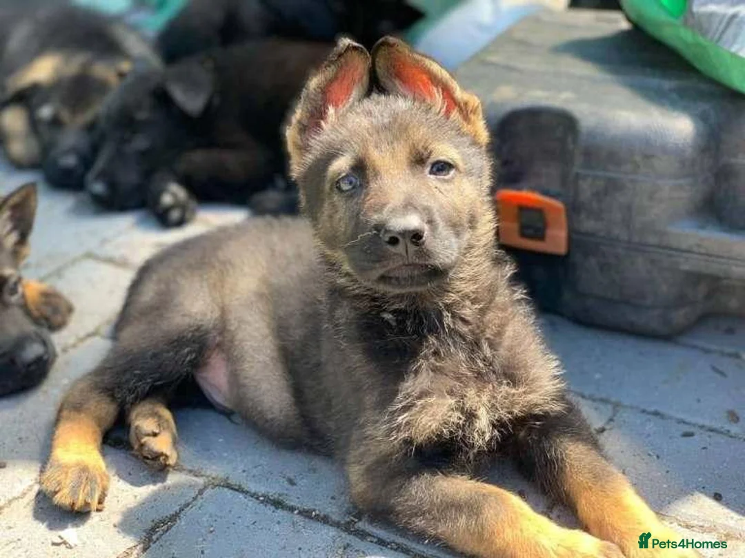 German Shepherd dogs for sale: German shepherd in Carlisle - Advert 2