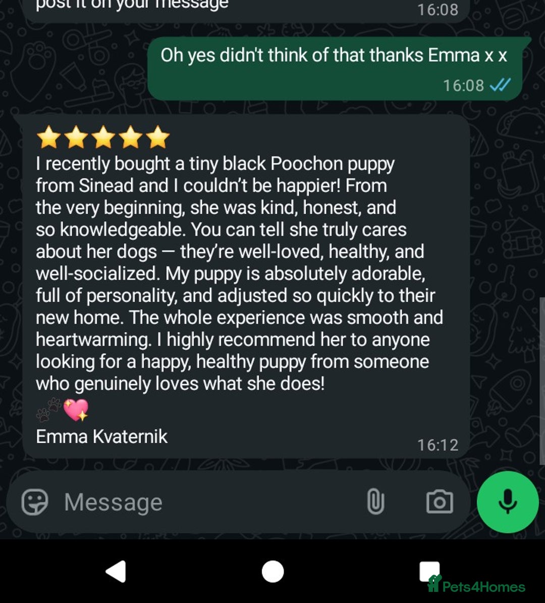 Poochon dogs for sale: Poochons💥 2 Beauties READY TO LEAVE NOW 💥  - Image 2