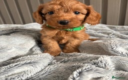 Cockapoo dogs for sale: Health Tested Fox Red Cockapoo  - Image 18