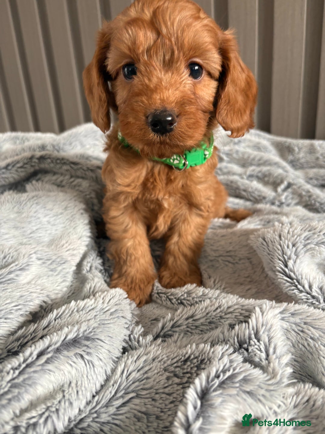 Cockapoo dogs for sale: Health Tested Fox Red Cockapoo  - Image 18