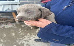 Labrador Retriever dogs for sale: Silver Labrador  - Image 1