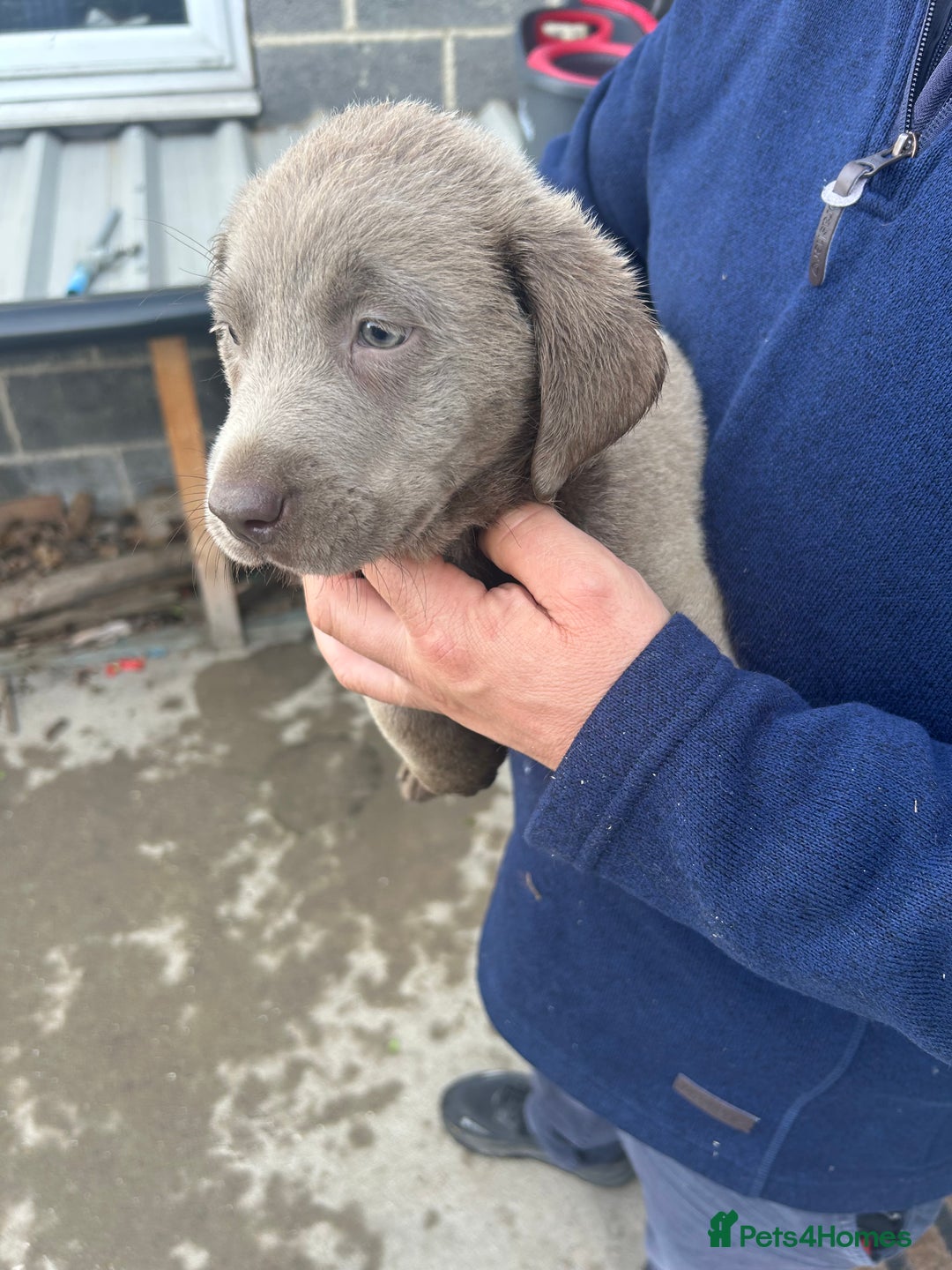 Labrador Retriever dogs for sale: Silver Labrador  - Image 1