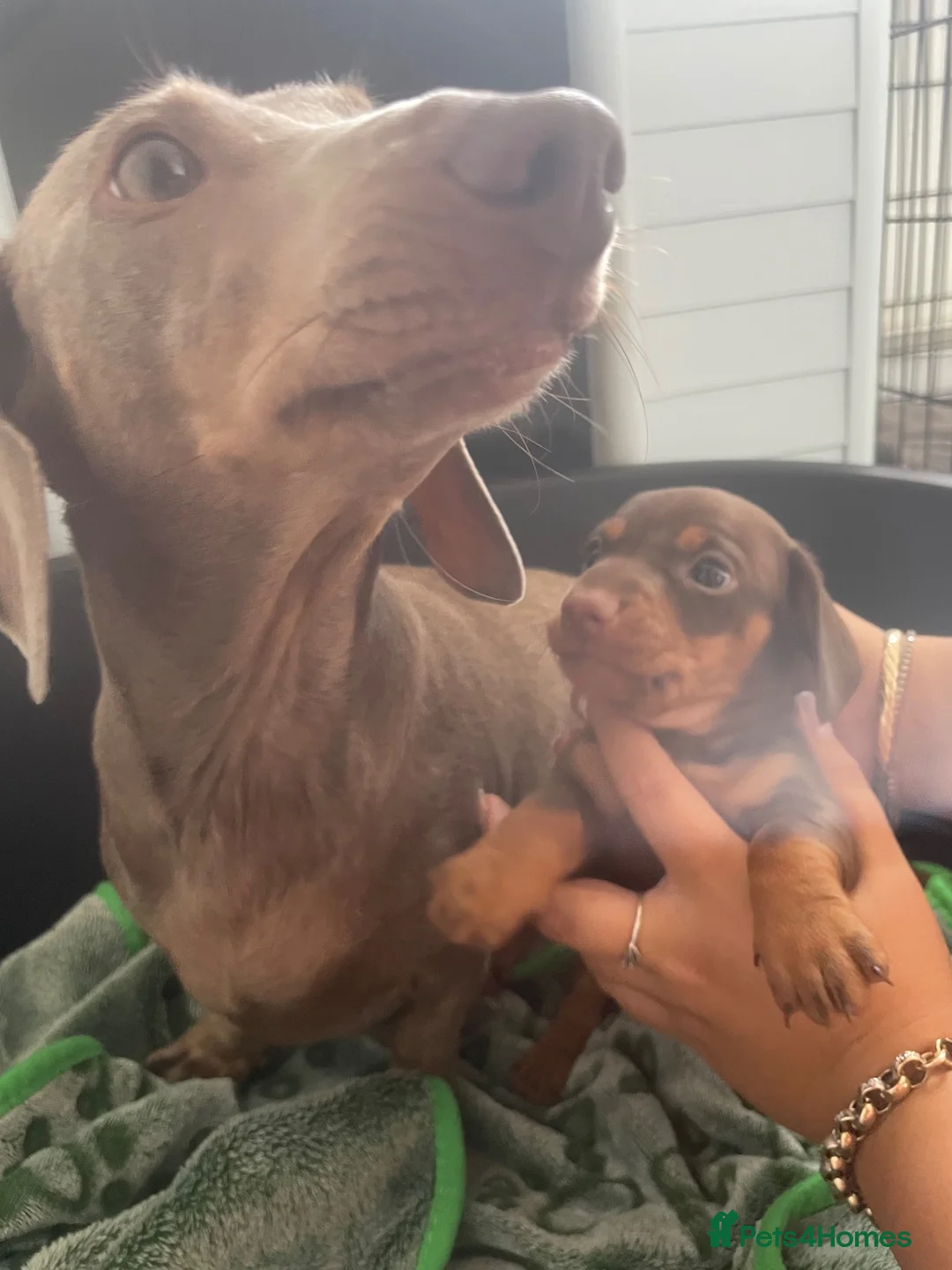 Dachshund dogs for sale: Male Dachshund puppy in Dudley - Advert 7