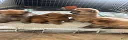 Pomchi dogs for sale: Teddy bear Pomeranian puppies - Advert 12