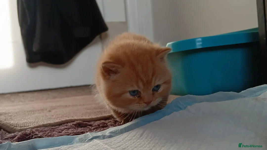 British Shorthair cats for sale: Gorgeous BSH (rare) red girl 🧡 and blue boy 💙 - Advert 12