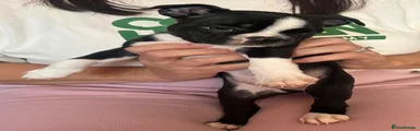 Boston Terrier 1