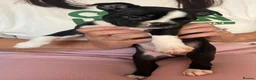 Boston Terrier dogs for sale: Boston Terriers - Advert 5