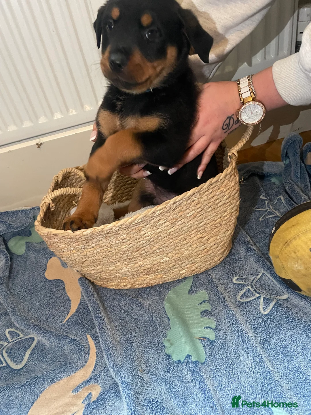 Rottweiler dogs for sale: Beautiful full bread Rottweiler pups  - Advert 15