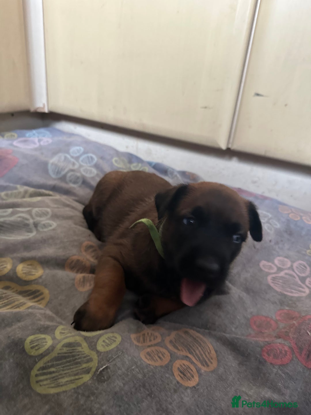 Belgian Shepherd Dog dogs for sale:  Belgian Malinois Puppies  in Telford - Image 13