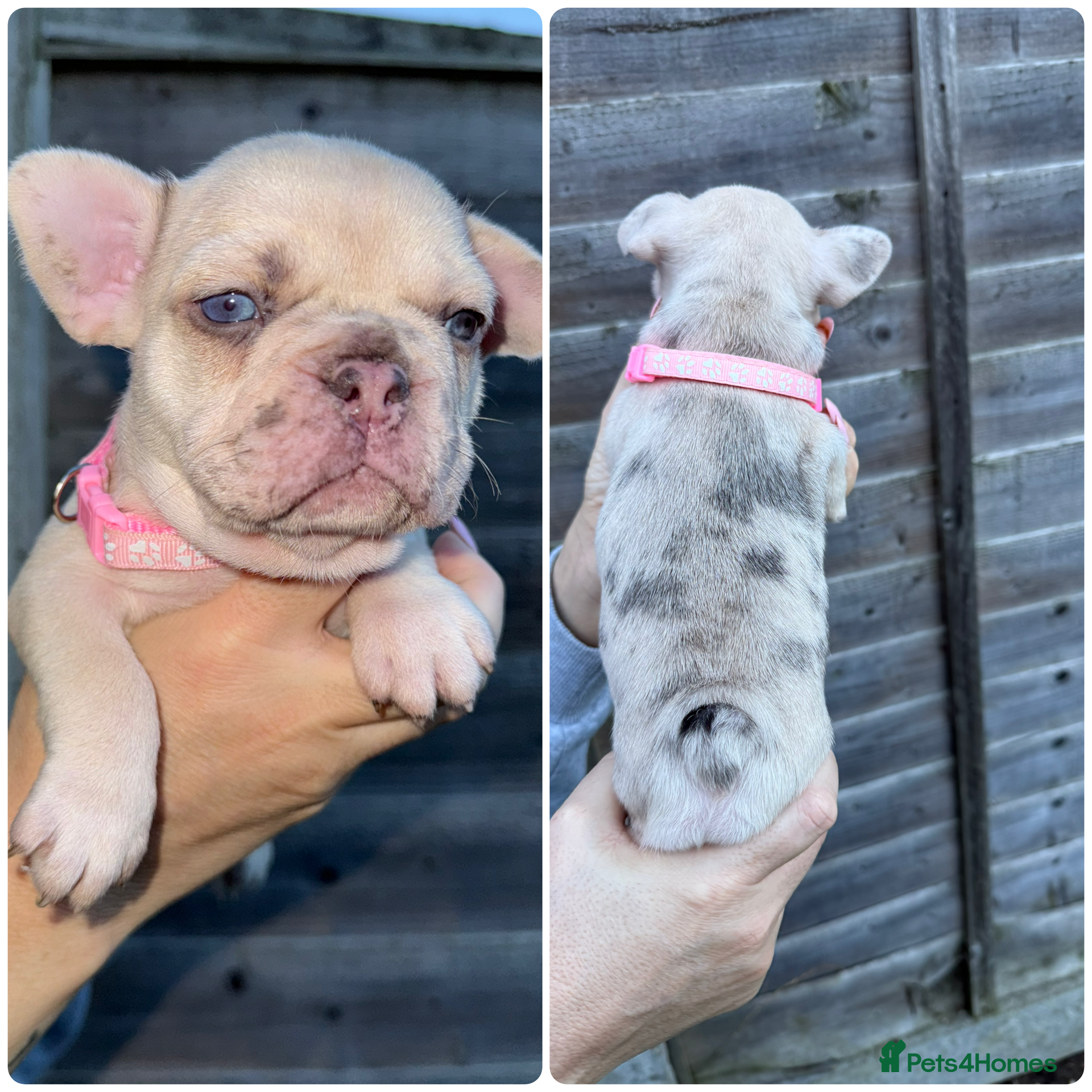 French Bulldog dogs 10 stunning coloured French bulldogs🐾 - Advert 6