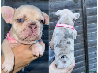 French Bulldog dogs 10 stunning coloured French bulldogs🐾 - Advert 6