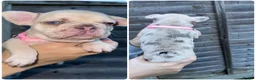 French Bulldog dogs for sale: 🐾READY TO GO🐾 - Advert 22