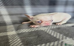 French Bulldog dogs for sale: French bulldog pups pink/fluffy READY NOW - Image 2