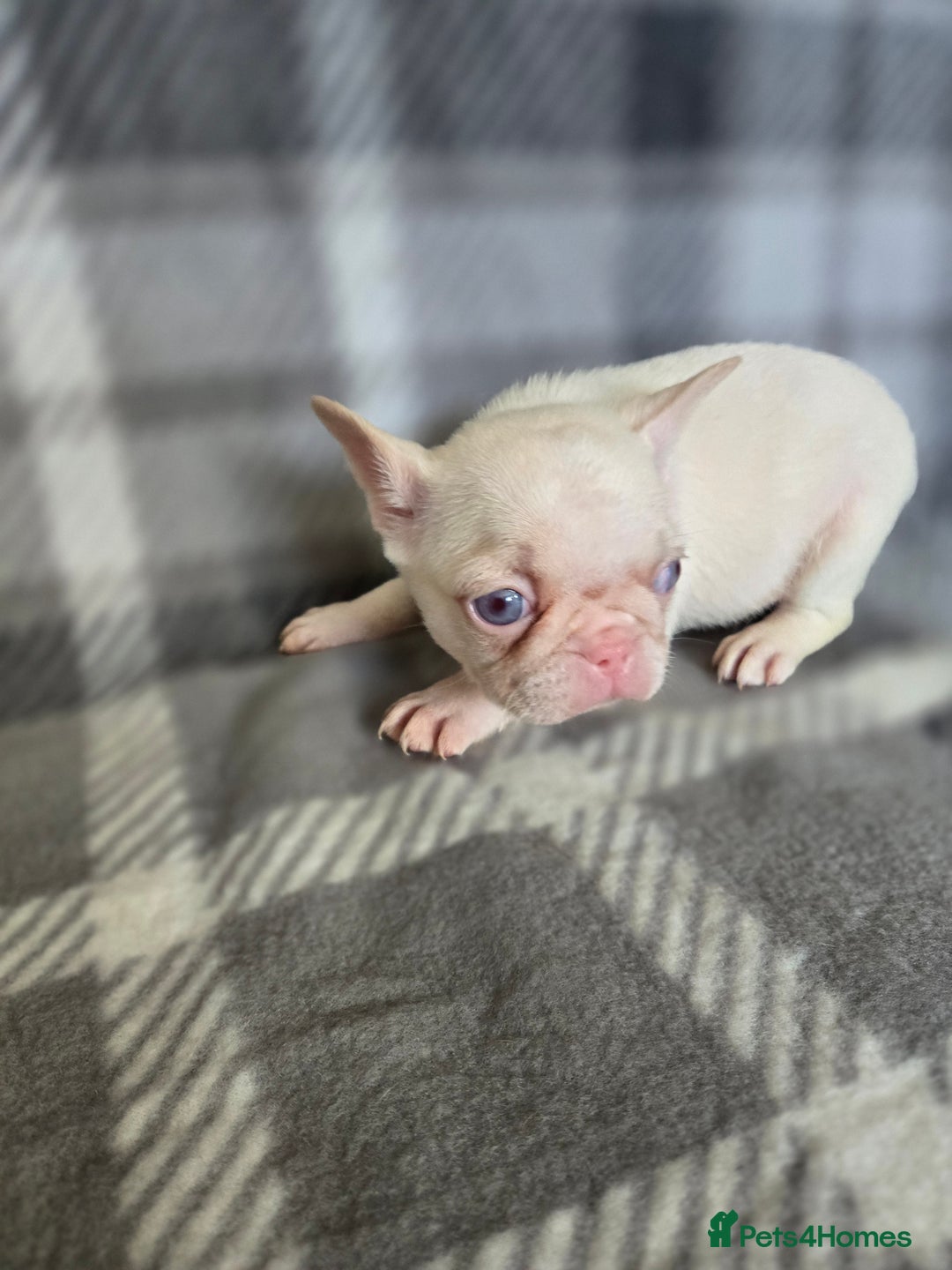 French Bulldog dogs for sale: French bulldog pups pink/fluffy READY NOW - Image 2