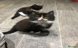 Domestic Shorthair cats for sale: 5 Beautiful kittens for sale  - Image 8