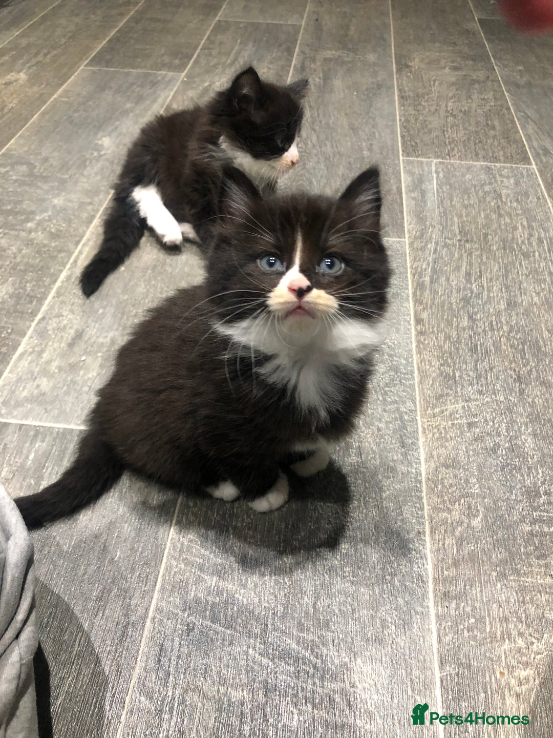 Domestic Shorthair cats for sale: 5 Beautiful kittens for sale  - Image 8