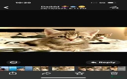 Mixed Breed cats for sale: 4 gorgeous tabby kittens - Image 2