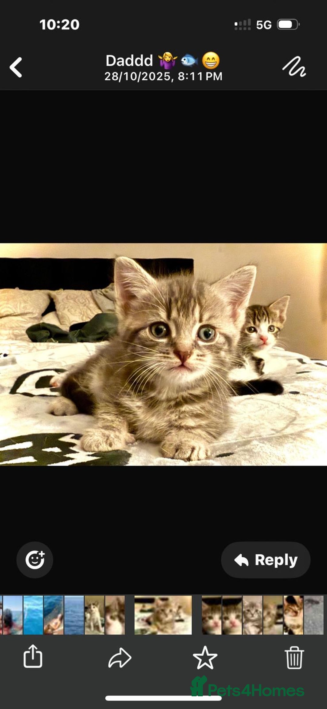 Mixed Breed cats for sale: 4 gorgeous tabby kittens - Image 2
