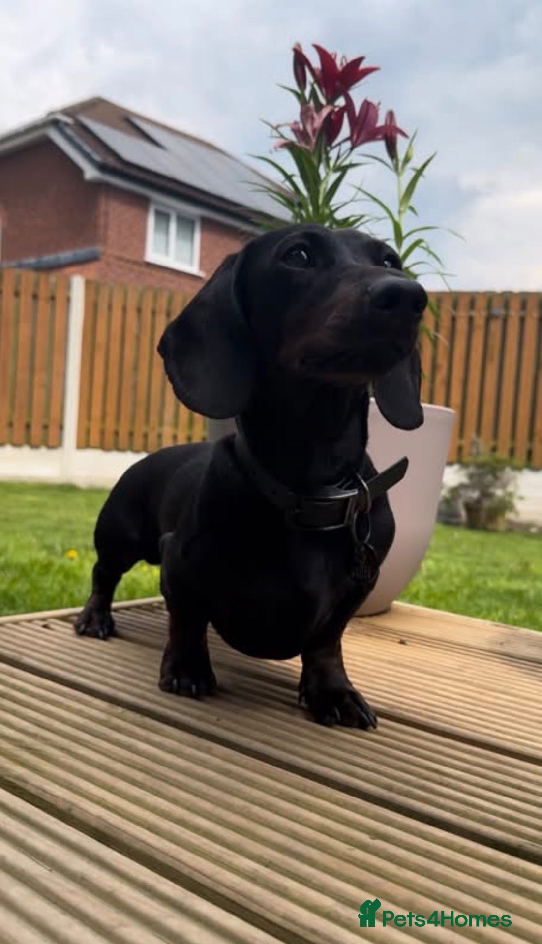 Miniature Dachshund dogs 🖤🌟𝐖𝐀𝐋𝐓𝐄𝐑🌟🖤 - Advert 1