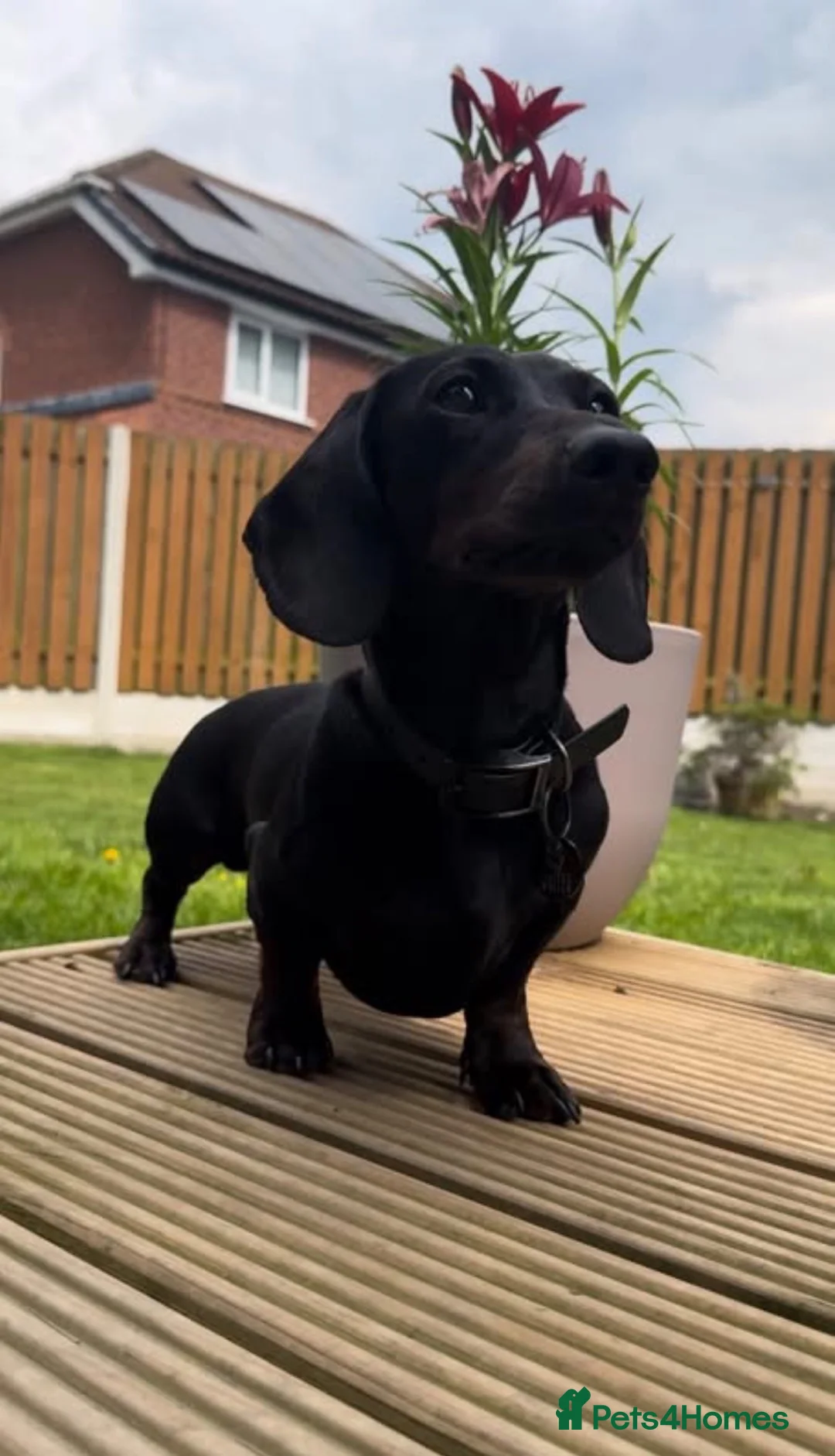 Miniature Dachshund dogs for stud: 🖤🌟𝐖𝐀𝐋𝐓𝐄𝐑🌟🖤 - Advert 1