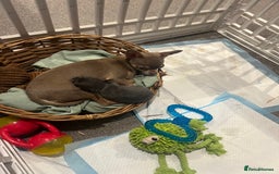 Chihuahua dogs for sale: Little girl available soon  - Image 6