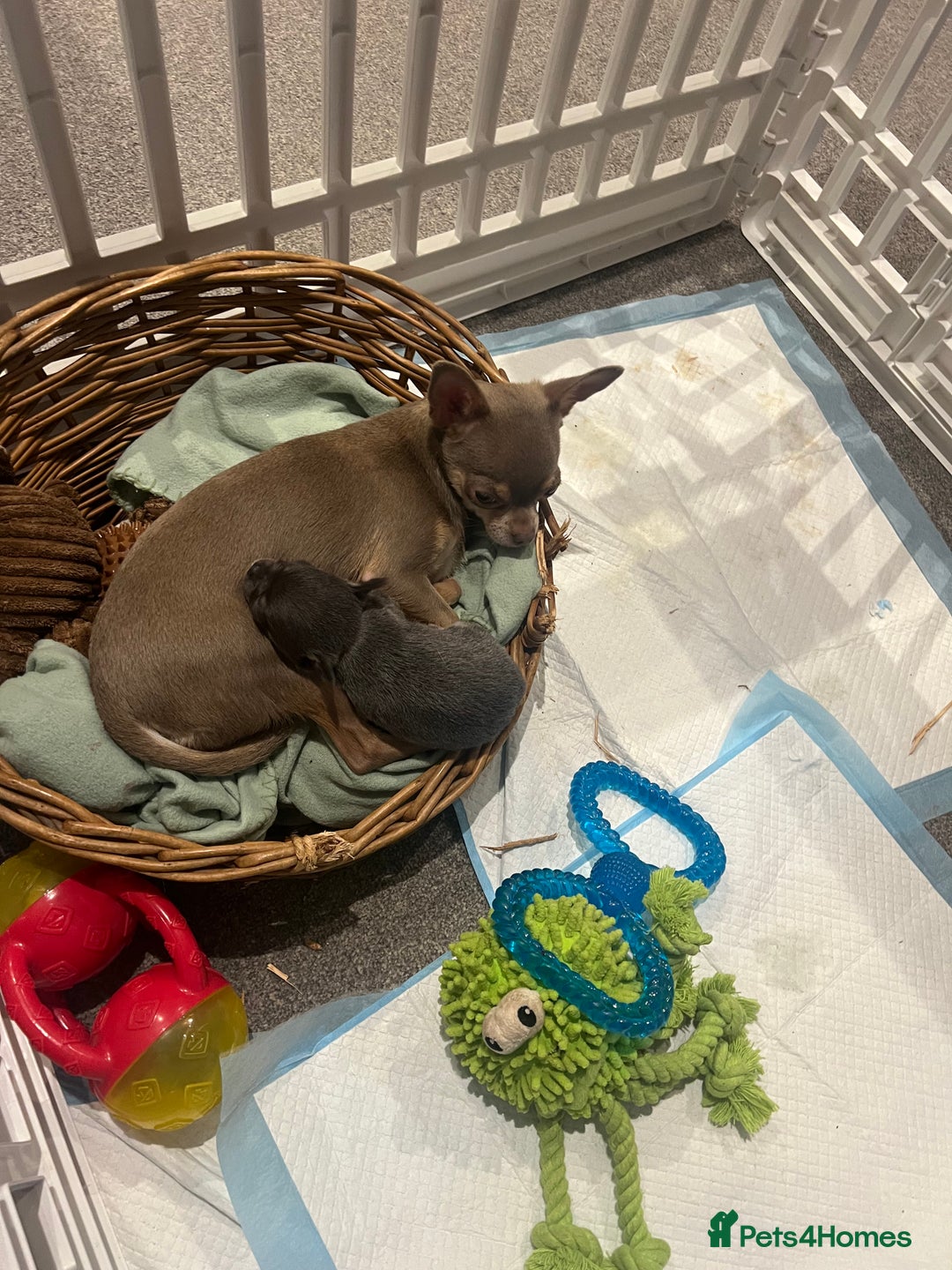 Chihuahua dogs for sale: Little girl available soon  - Image 6