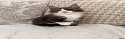 Maine Coon cats for sale: Maine coon polydactyl boy available on active  - Advert 4