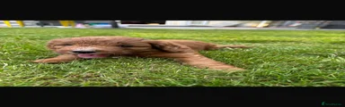 Cockapoo 2