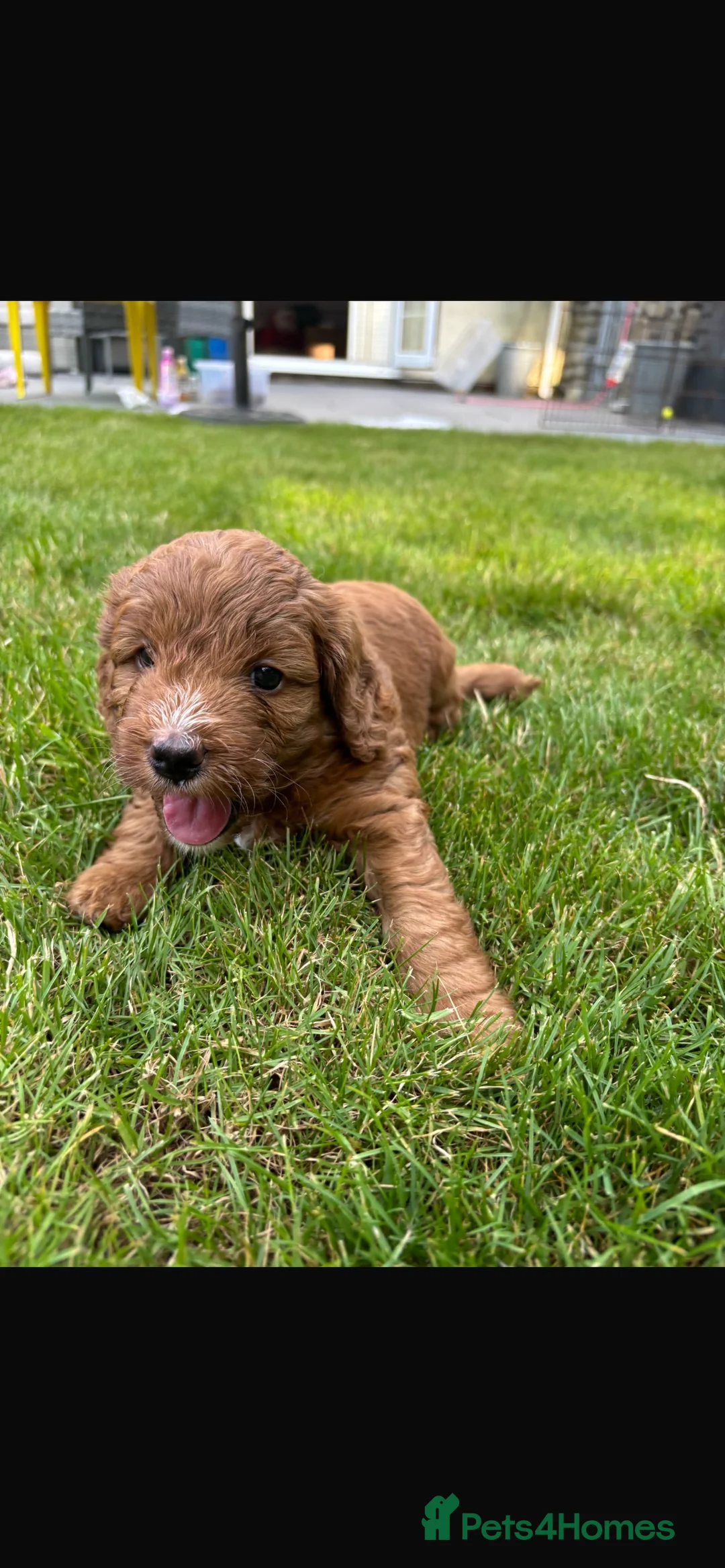 Cockapoo dogs for sale: Cockapoo puppies  - Advert 2