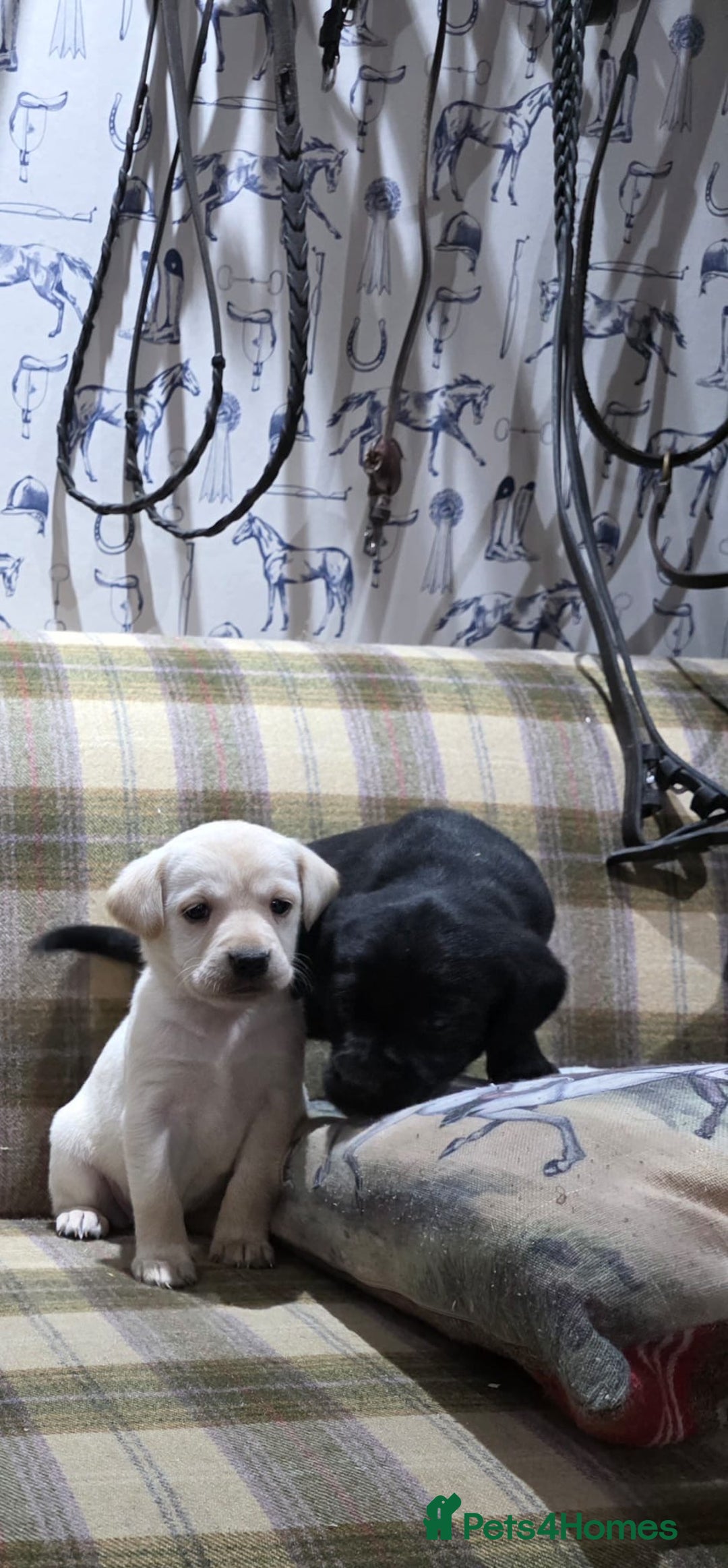 Labrador Retriever dogs for sale: Labrador puppies gold and black boys and girls  - Advert 8