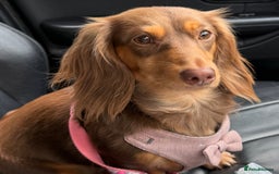 Miniature Dachshund dogs for sale: Long haired miniature dachshunds  - Image 3