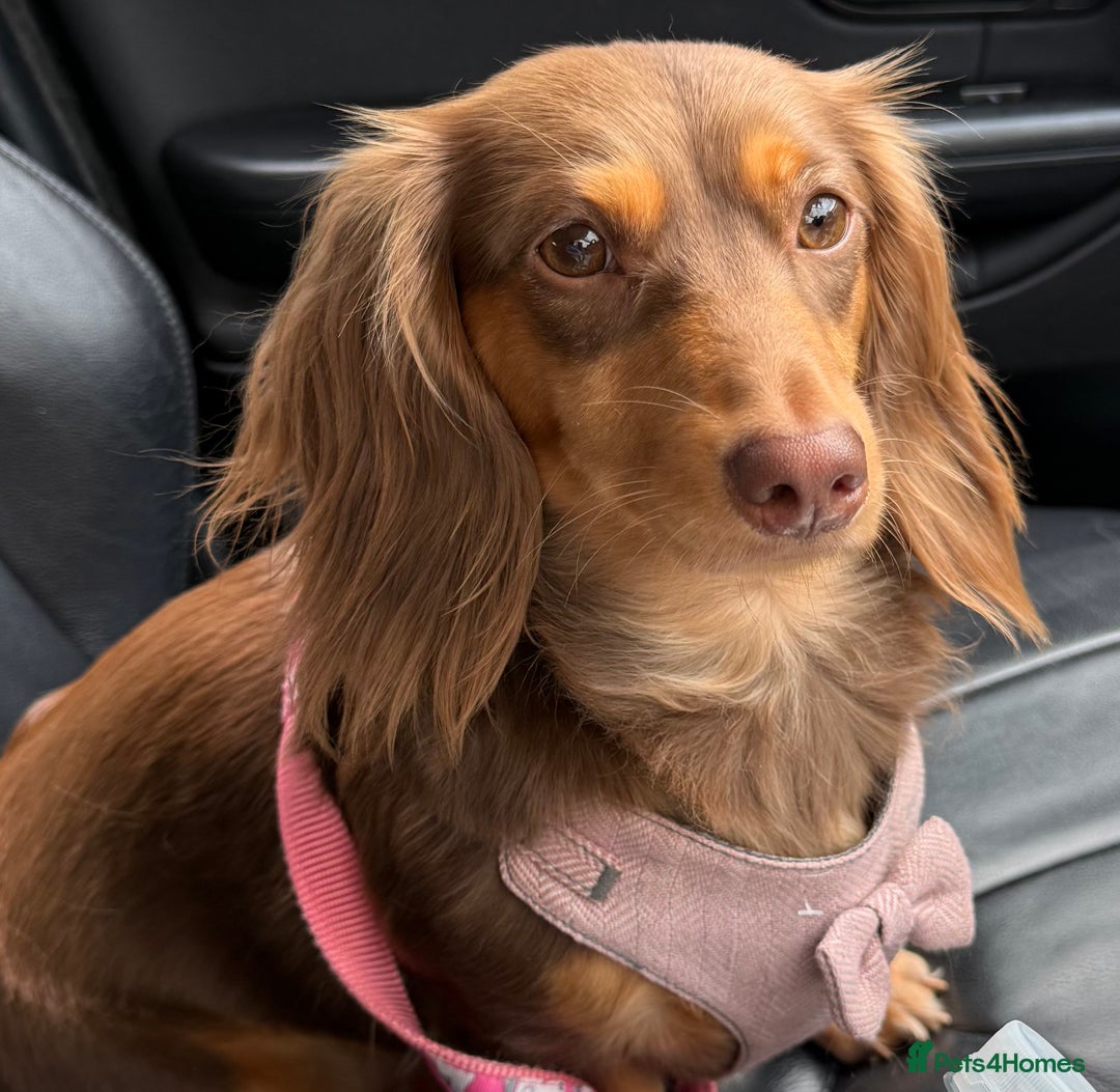 Miniature Dachshund dogs for sale: Long haired miniature dachshunds  - Image 3