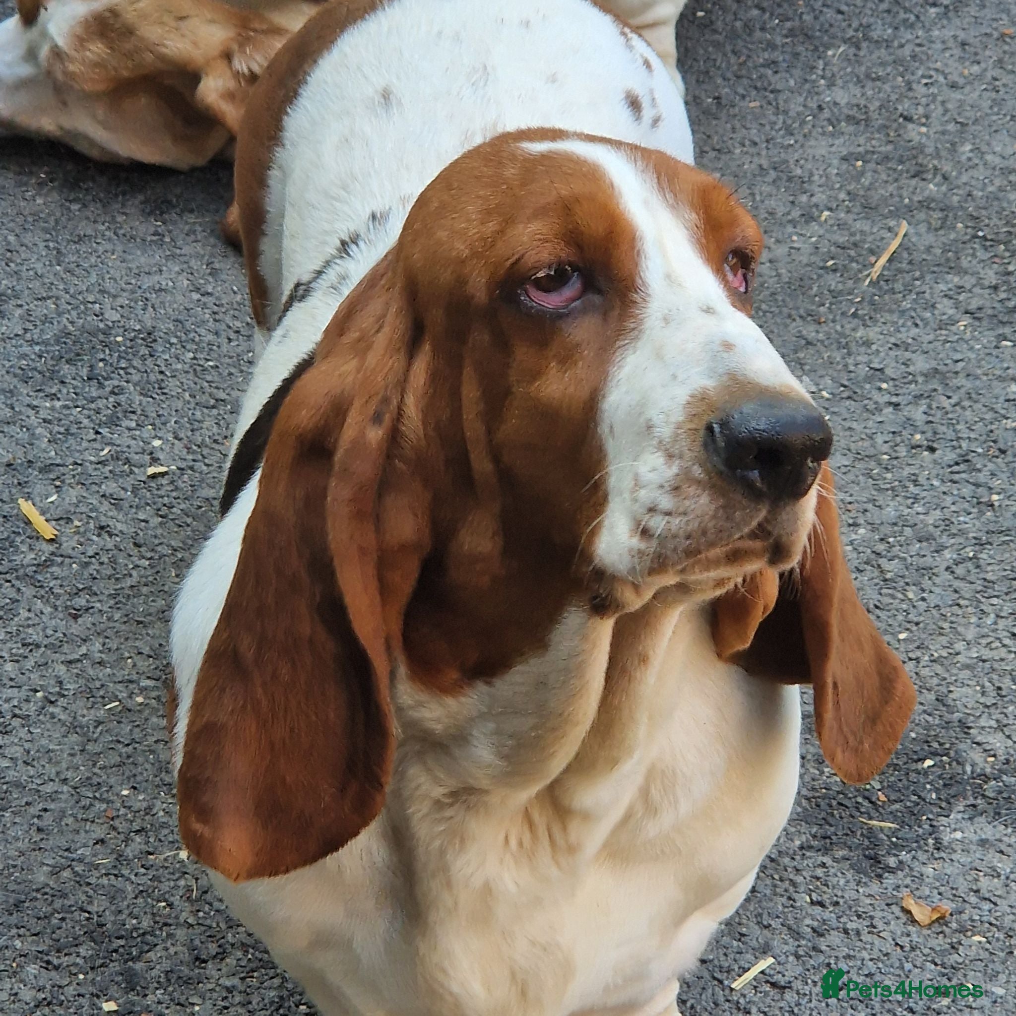 Basset Hound dogs Beautiful Sisters - Advert 1